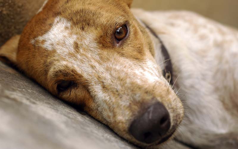 Depressed dog behavior