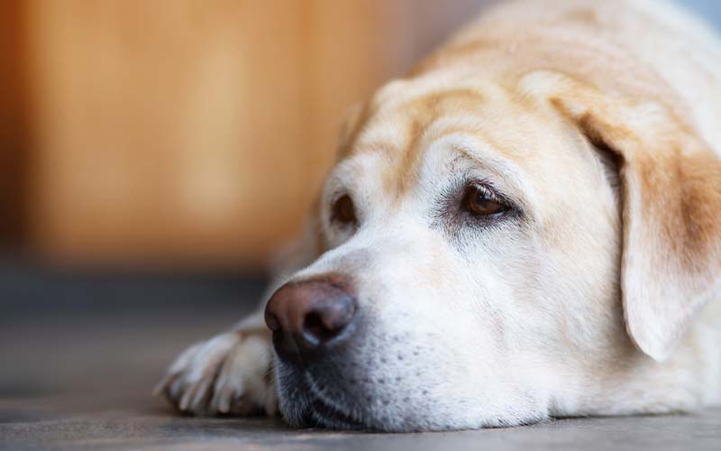 Canine depression symptoms