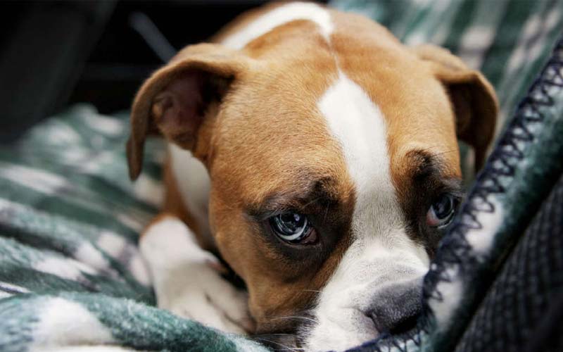 Causes of dog depression