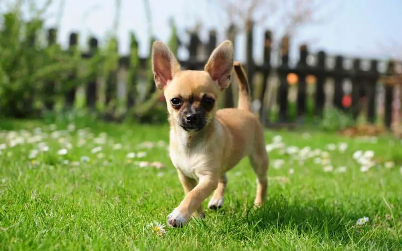 Behavior training for small dogs