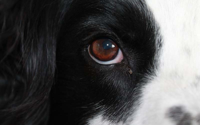 Dilated pupils in dogs