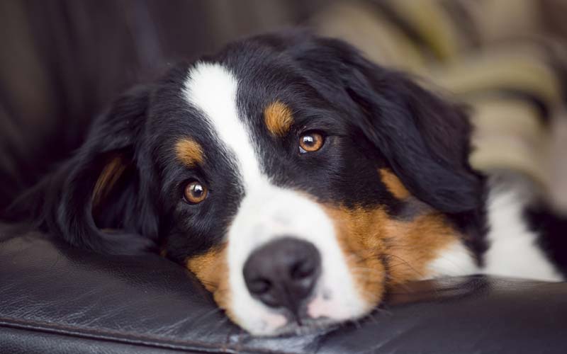 Enlarged pupils in dogs