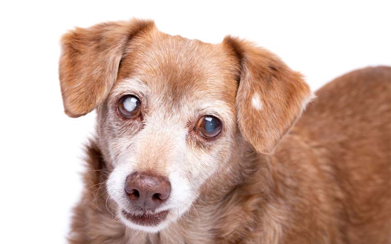 Causes of pupil dilation in dogs