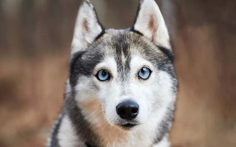 Symptoms of eye problems in dogs