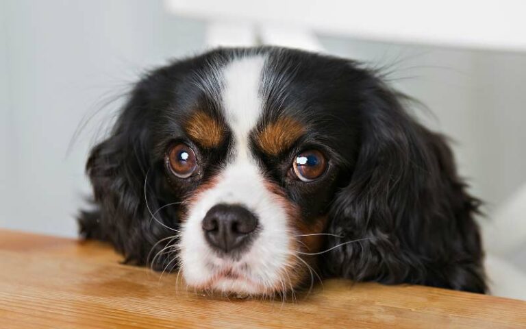 Dilated pupils in dogs