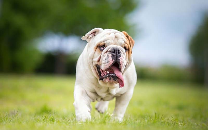 Symptoms of exercise-related collapse in dogs