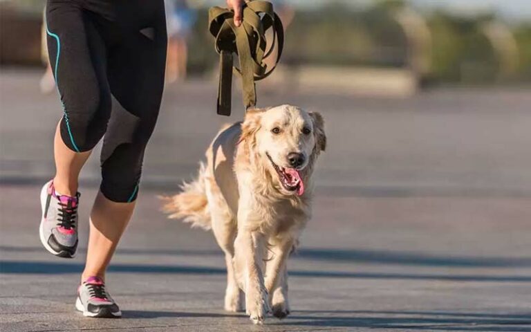 Dog fainting during activity