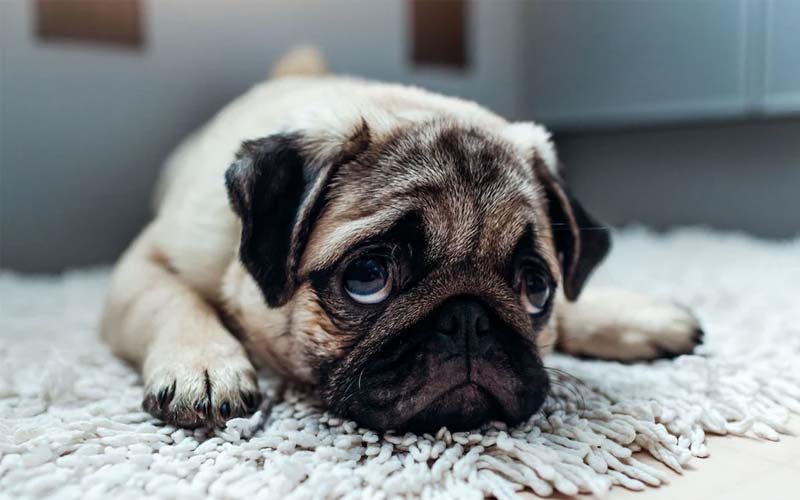 Black tarry stools in dogs