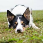 Black diarrhea in dogs