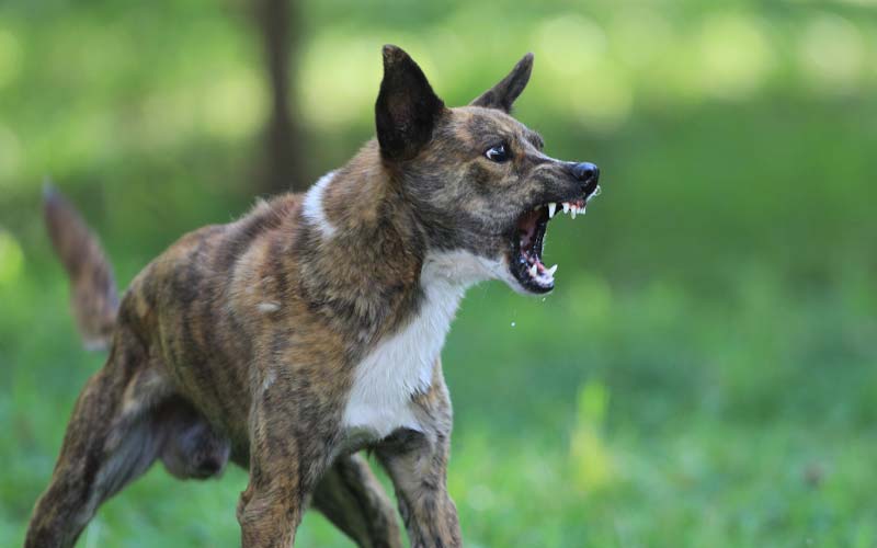 Types of dog aggression