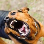 Dog aggression causes