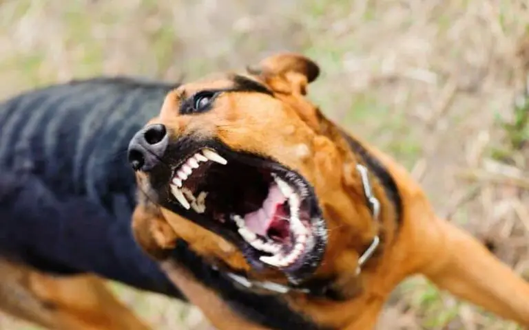 Dog aggression causes