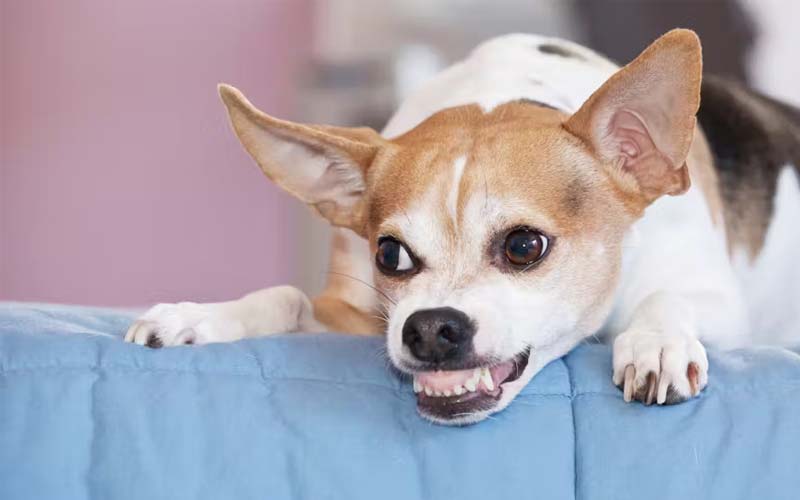 Pain-induced aggression in dogs