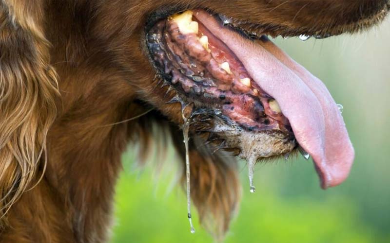 Foaming at the mouth in dogs