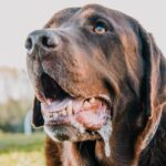 Foaming at the mouth in dogs