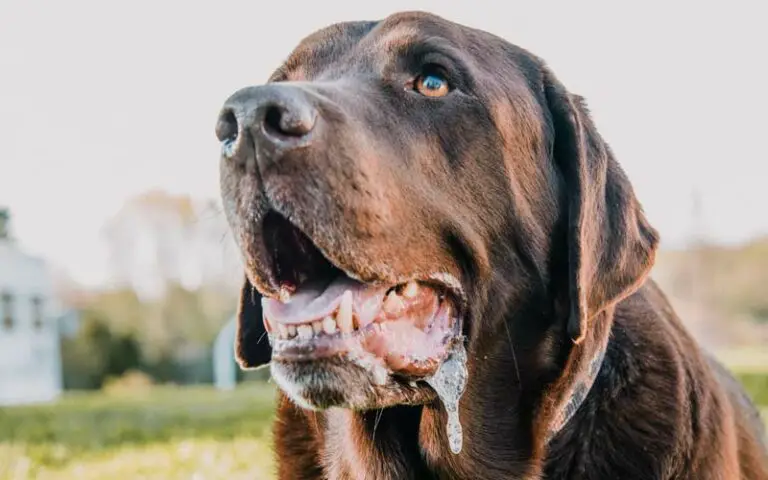 Foaming at the mouth in dogs