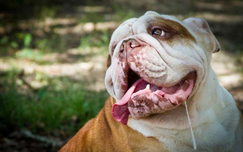 Heatstroke and drooling in dogs