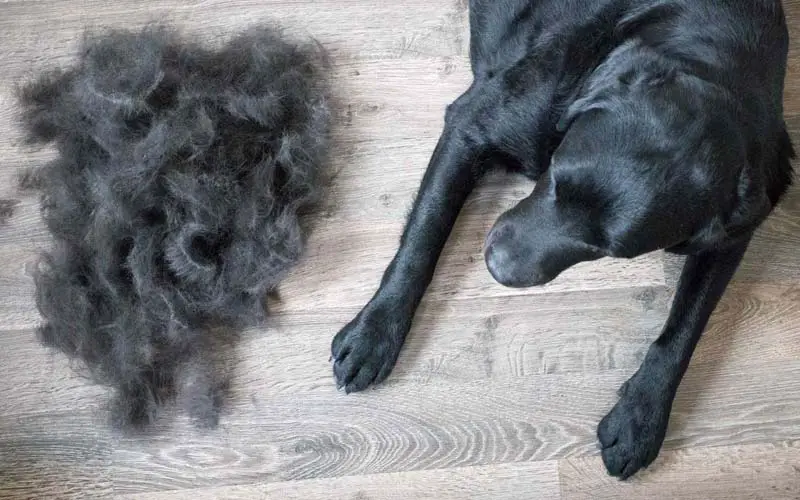 Dog shedding in winter