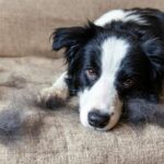 Dog shedding in winter