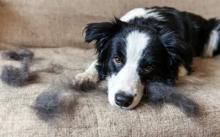 Dog shedding in winter