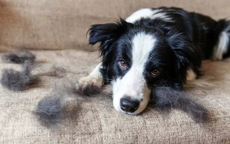 Excessive shedding in dogs