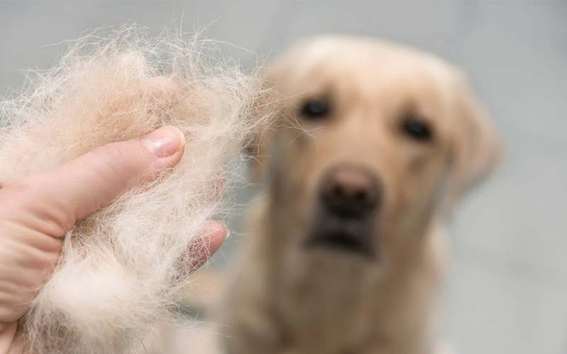 Dog hair loss in cold weather