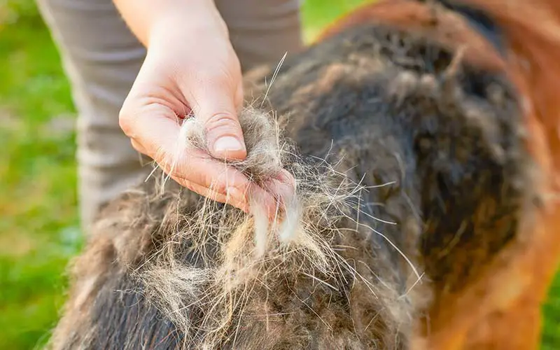 Winter shedding causes