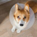 Spay surgery for dogs