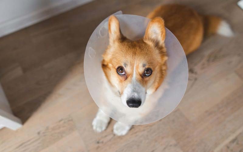 Dog spay complications