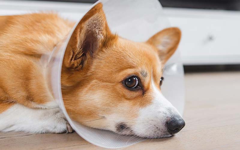 Benefits of spaying a dog