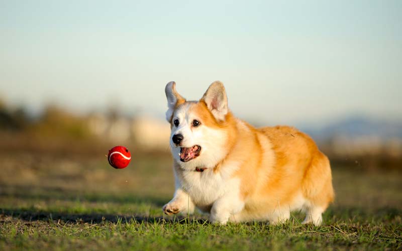 weight control in dogs