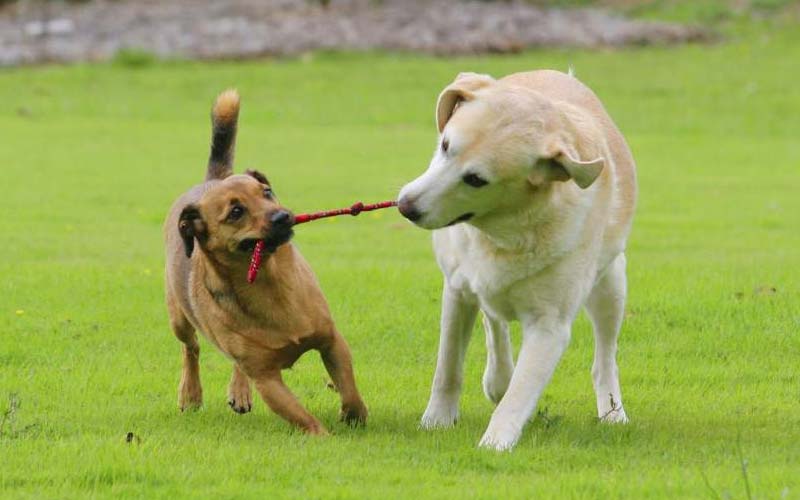 Dog recovery after attack