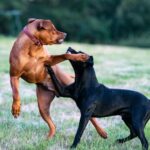 How to Help a Dog Recover from a Dog Attack