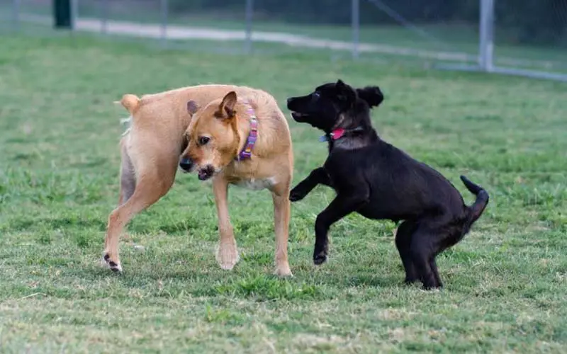 Dog PTSD treatment