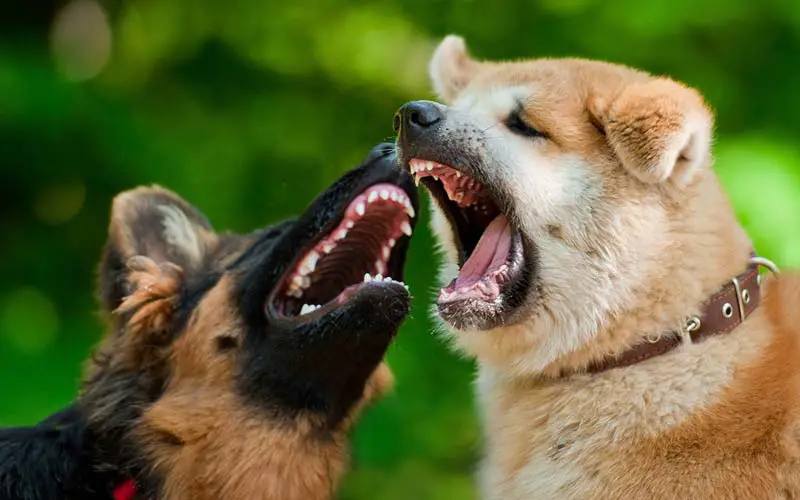 Dog socialization after aggression