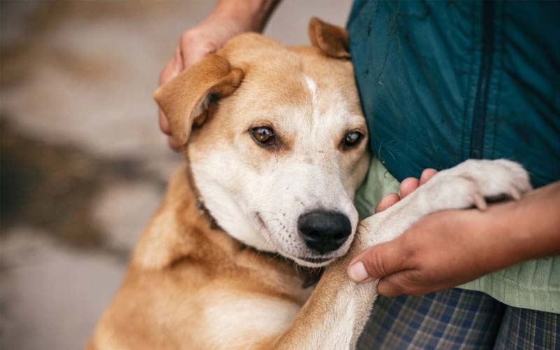 Dog anxiety solutions