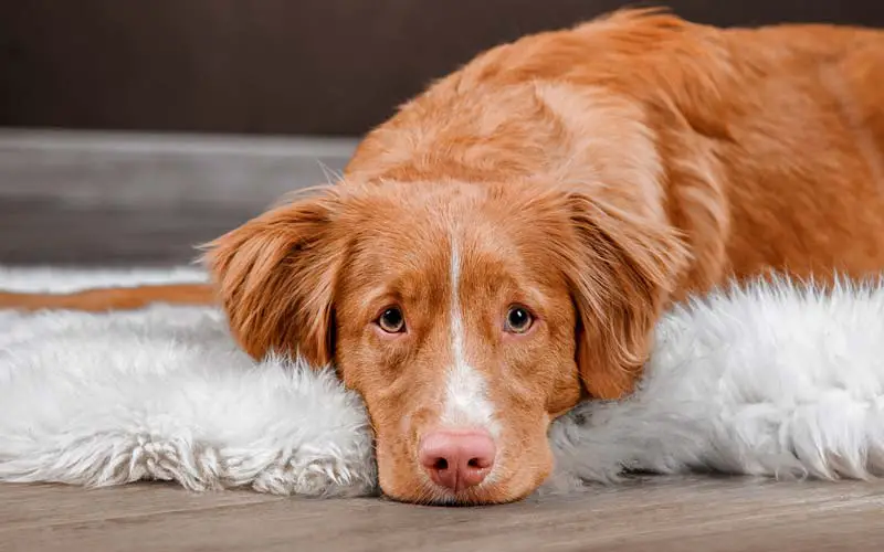 Home treatments for dog constipation