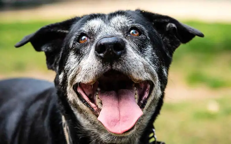 Senior dog happiness