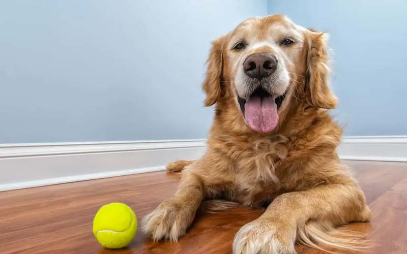 Aging dog behavior