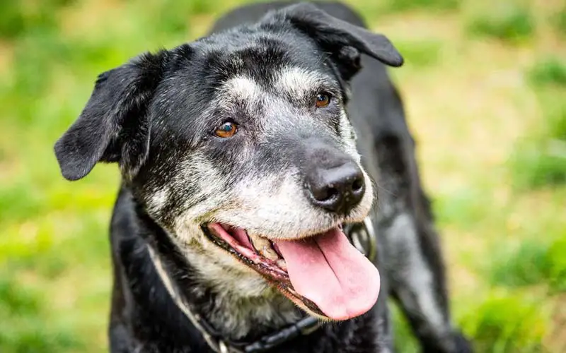 Happy senior dog signs