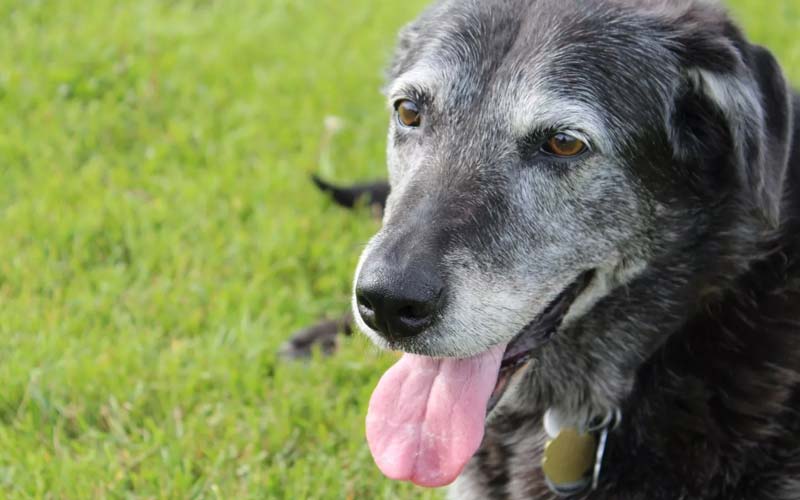 Elderly dog care tips