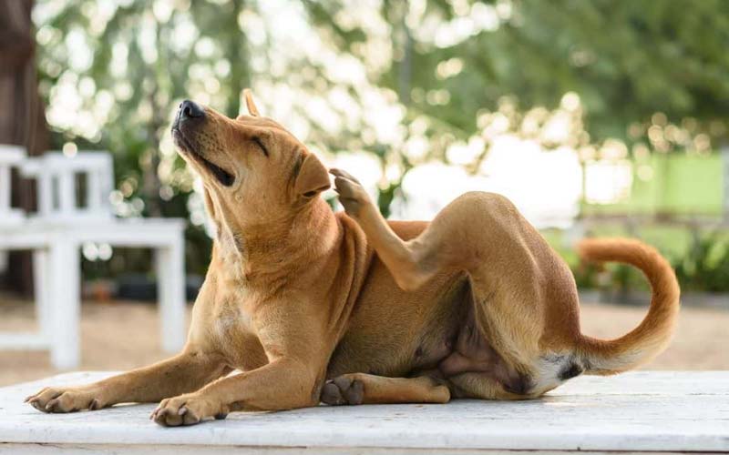 Itchy dog skin causes