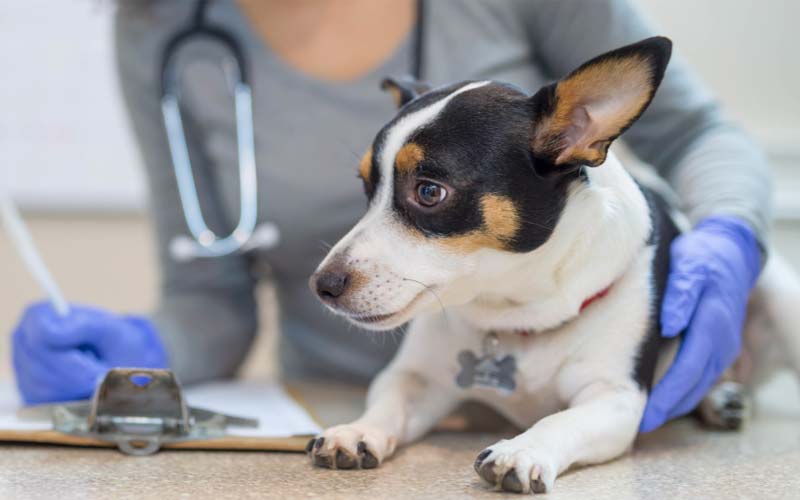 Dog neurological diseases