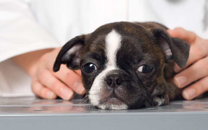 Common puppy illnesses