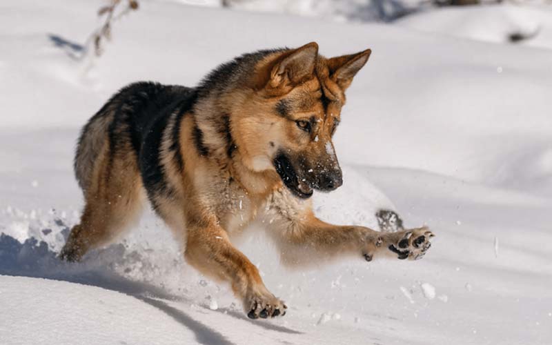 Dog physical therapy at home