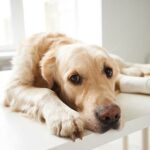 Dog lameness remedies