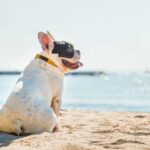 Shaving pets in summer