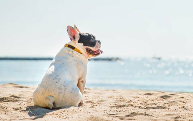 Shaving pets in summer