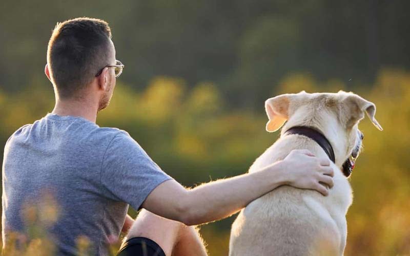 Therapy dogs