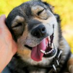 Pet therapy and the healing power of dogs